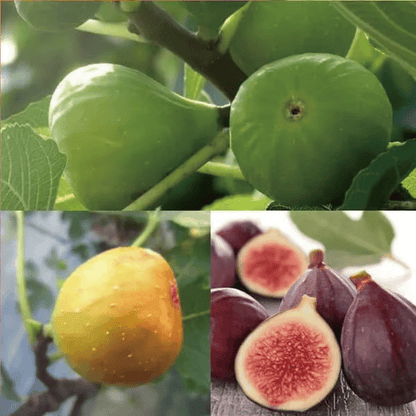 Mission Fig Tree Live Plant Seeds – Easy to grow on your porch and balcony at home