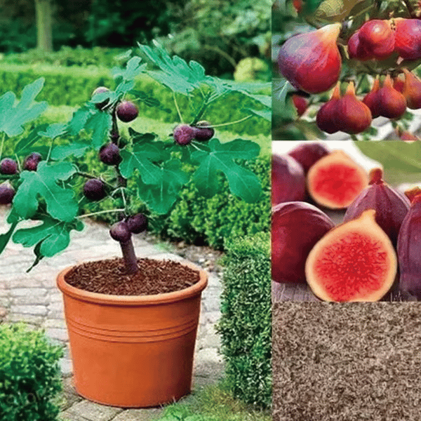 Mission Fig Tree Live Plant Seeds – Easy to grow on your porch and balcony at home