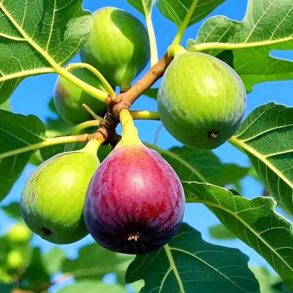Mission Fig Tree Live Plant Seeds – Easy to grow on your porch and balcony at home
